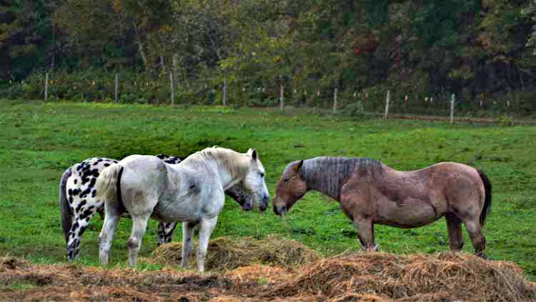 horses